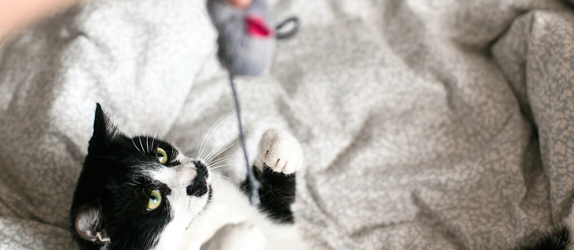 Cute black and white cat with moustache playing with mouse toy in owner hand on bed.