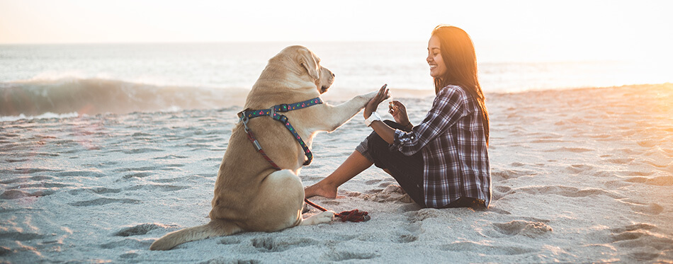 Girl playing with dog on beach