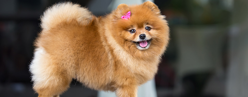 Pomeranian dog.