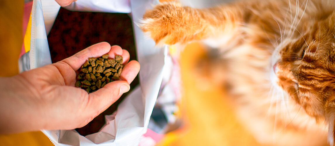 Woman and cat takes cat food from big pack indoors.