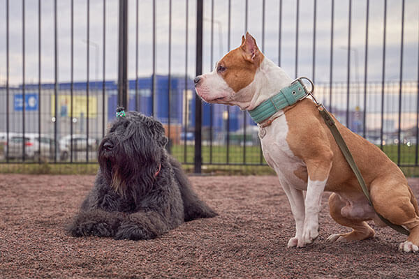 Zordan black and fighting Terrier walk together on training ground.