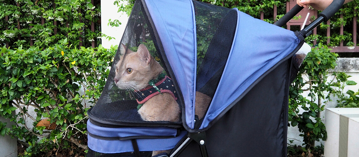 a cute bright orange cat wearing cat harness inside pet stroller when travel with owner at park. 