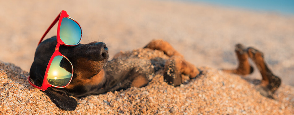 beautiful dog of dachshund, black and tan, buried in the sand at the beach sea on summer vacation holidays, wearing red sunglasses