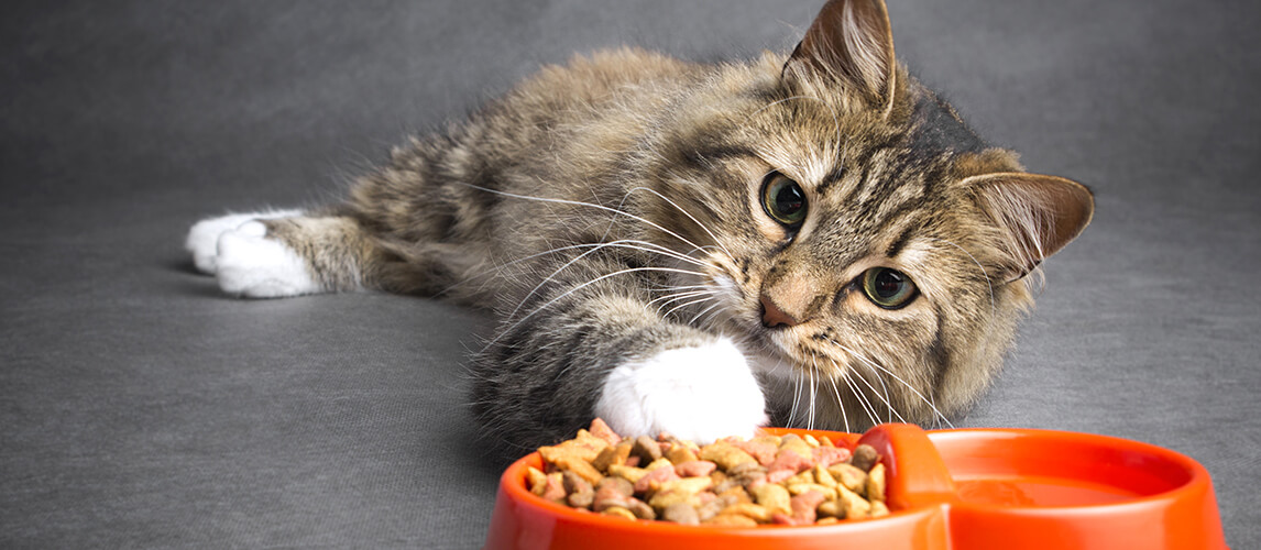 funny lazy cat pulls his paw to a bowl full of dry food on a gray background