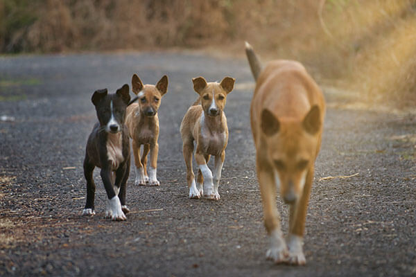 mom dog playing with puppies on the street of India. 