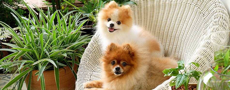 pomeranian dog smile,animal playing outside smiles