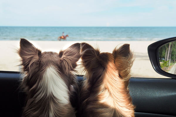 two happy chi hua hua dog in a car looking to the sea or the beach from the car's window on vacation or holiday. 