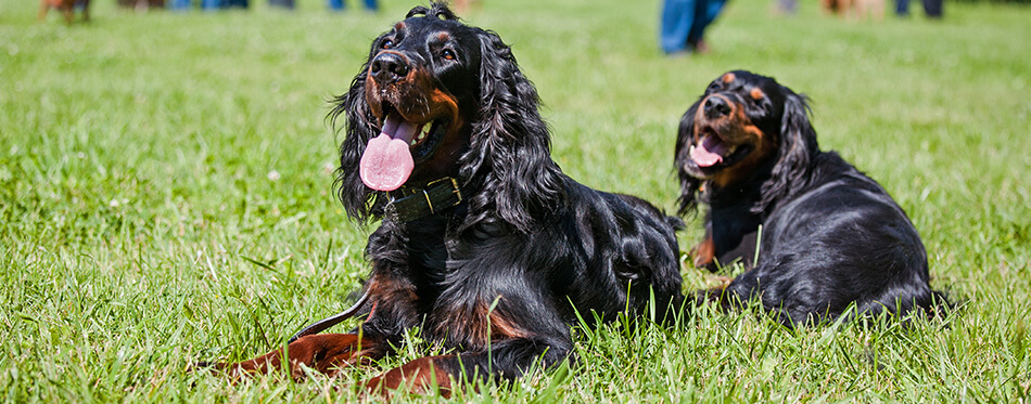 two setter gordon are lying on the lawn.