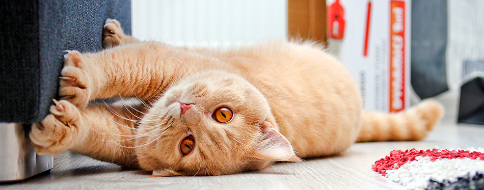 A cute red haired tabby tomcat is lying on the floor and touching the sofa with his paws.