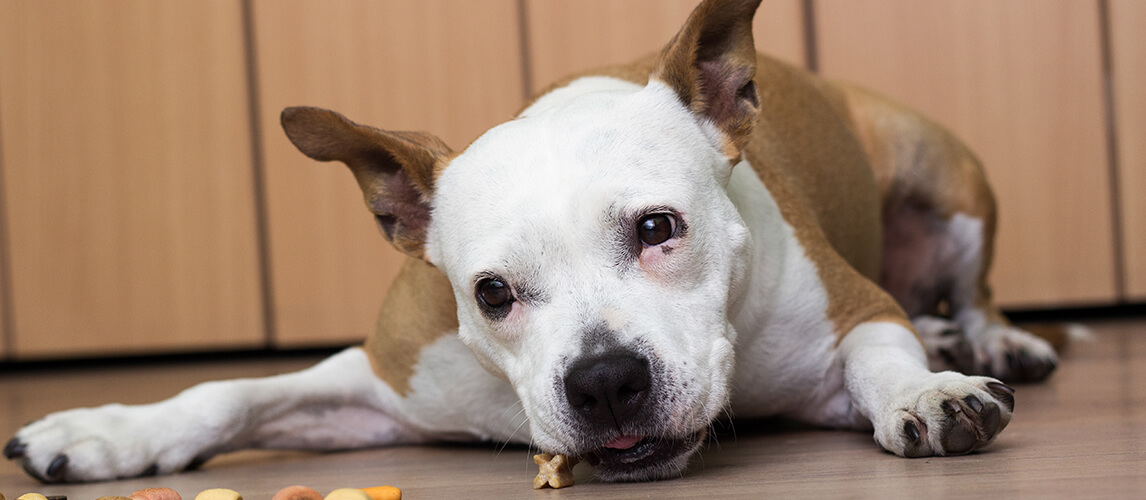 A sweet dog eats a treats. At the home, lying down