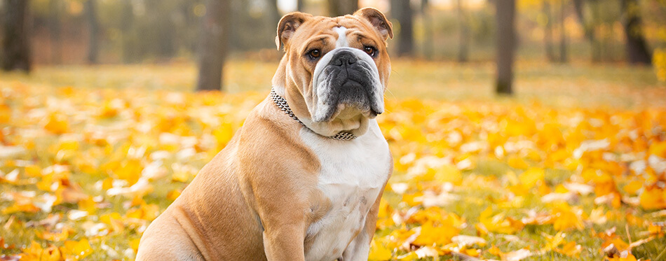 Adorable English bulldog poses in the autumn in the park
