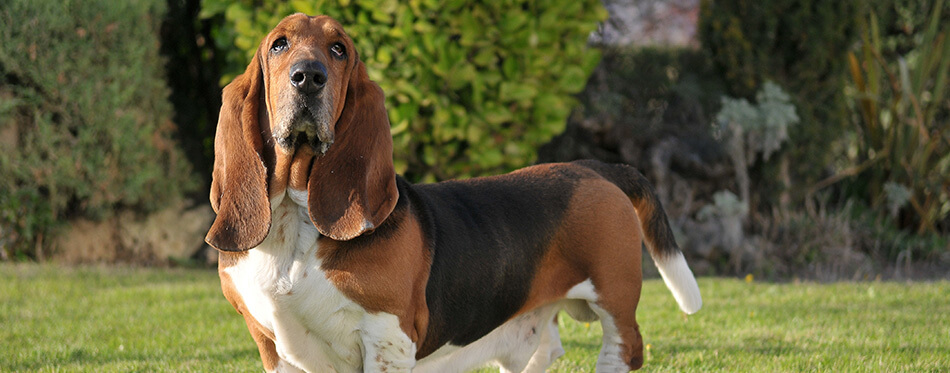 Beautiful Basset Hound purebred dog