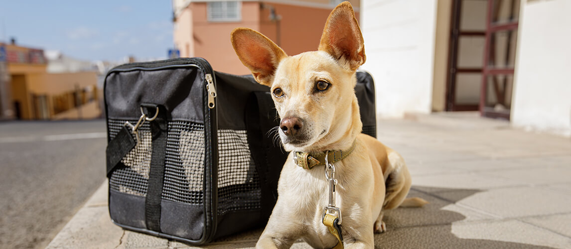 The 12 Best Dog Carriers in Every Style