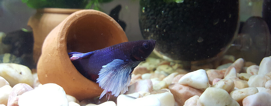 Betta fish, colorful in the midst of nature, the way that the betta fish are shown under the lights that penetrate under the water to hit the ground, look bright, look and feel good.