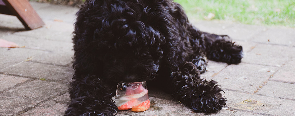 Black cockapoo puppy licking a frozen apple treat