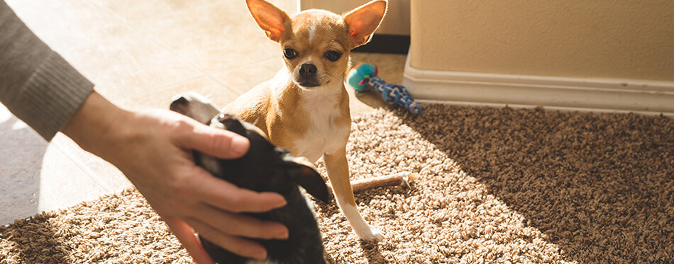 Chihuahua-puppy-looks-at-another-puppy-getting-attention-from-a-person