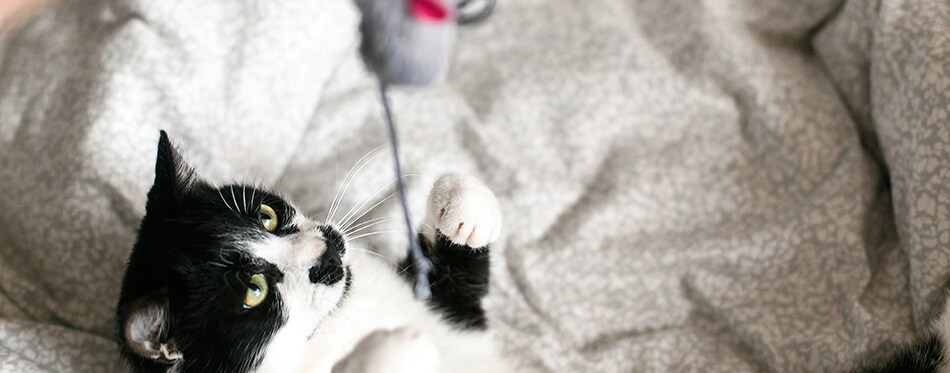 Cute black and white cat with moustache playing with mouse toy in owner hand on bed.