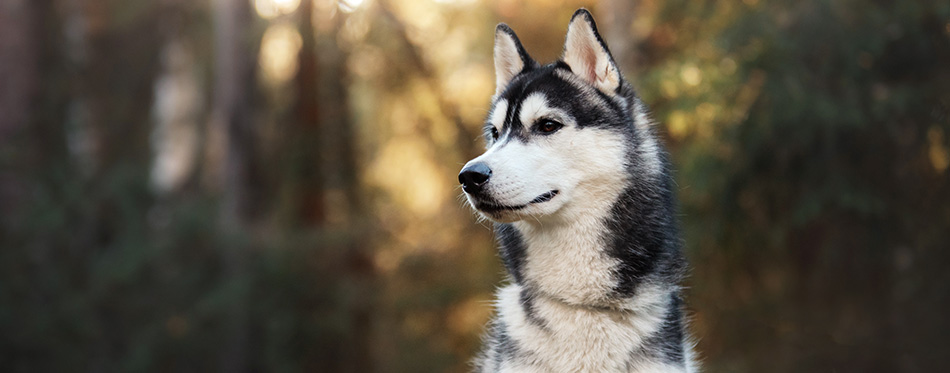 Dog breed Siberian Husky walking in autumn forest