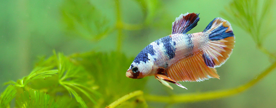 Fancy fancy fighting fish under water with algae