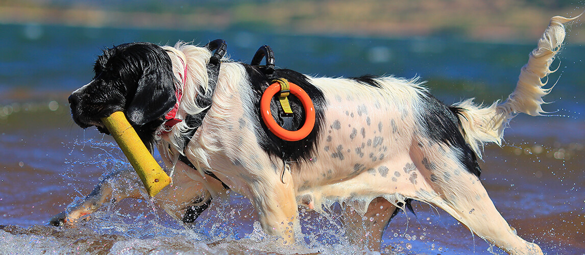 Landseer rescue dog