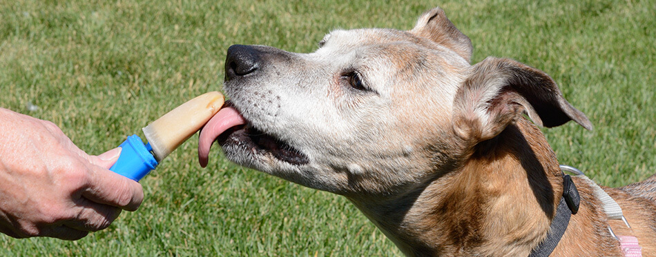 Older senior boxer mix dog licking homemade peanut butter ice popsicle on hot summer day
