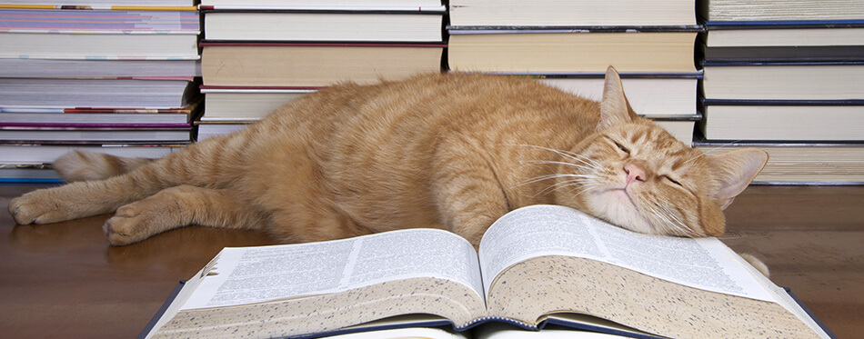 Orange Tabby Cat appearing to read a book with piles of books in the background.