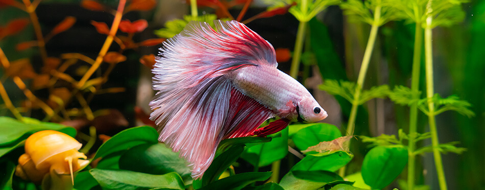 Pink Betta Fish in aquarium