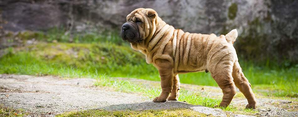 Shar Pei Puppy