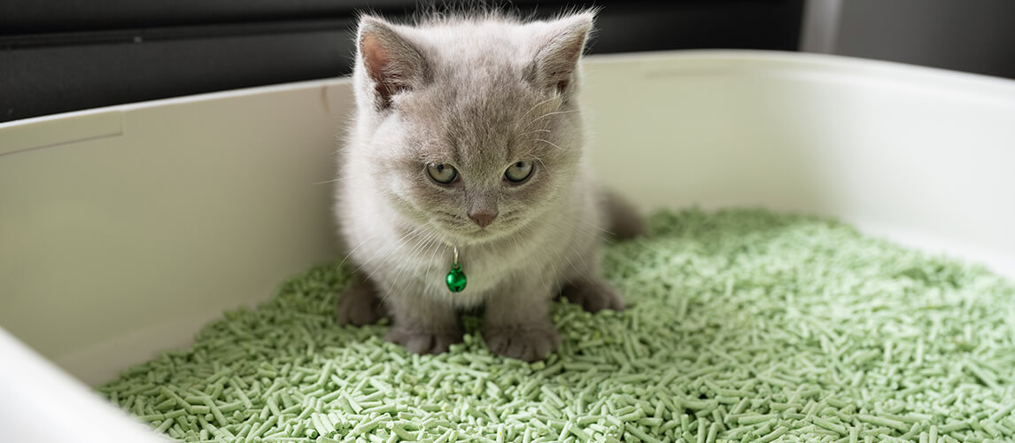 The British Shorthair cat, lilac color, cute and beautiful kitten, sitting in a tray with a green cat litter