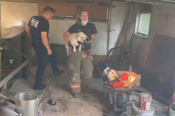 The firefighter then quickly walks Gertie out of the garage and reunited her with her owner.