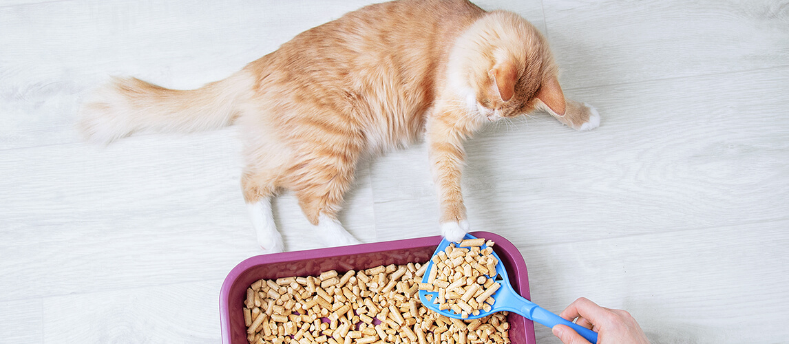 Wood shavings for cat litter close-up. 