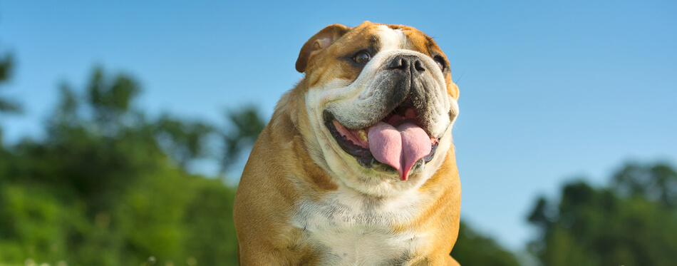 adult english bulldog