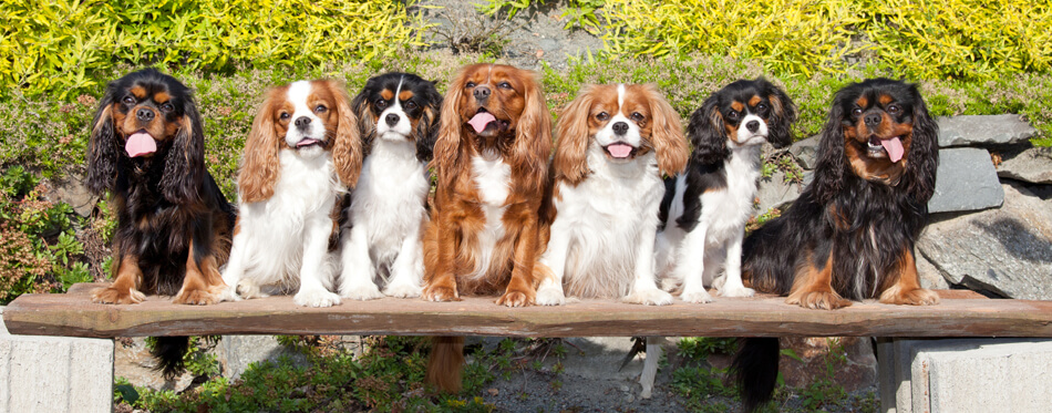 cavalier king charles dogs