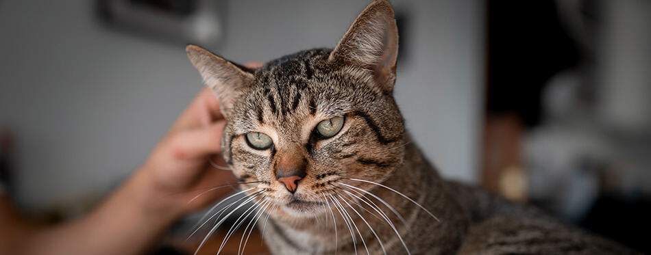 close up. gray tabby cat with green eyes enjoys the caresses of a human hand