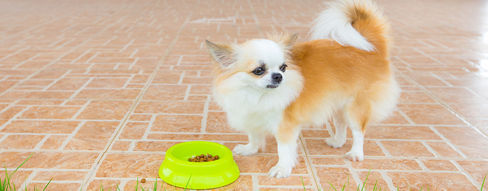 cute chihuahua dog do not like to eat food in home