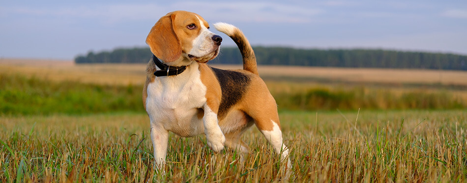 dog Beagle on a walk early in the morning at sunrise