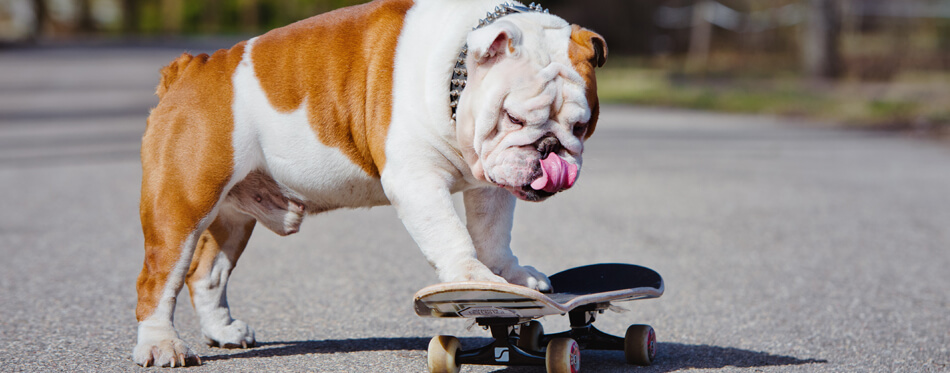 english bulldog on a skateboard