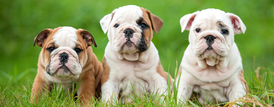 english bulldog puppies