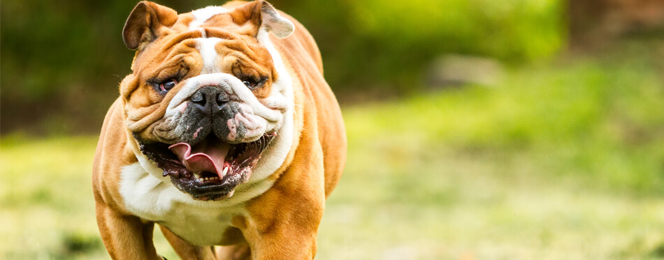 english bulldog running