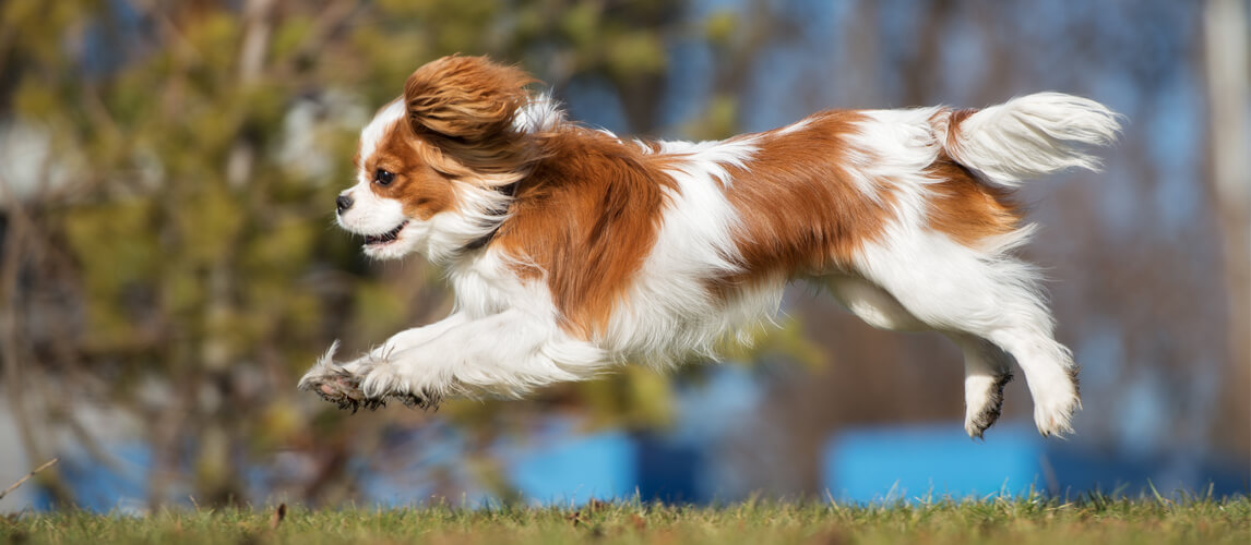 king charles spaniel puppy running