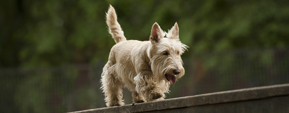 scottish terrier takes a boom