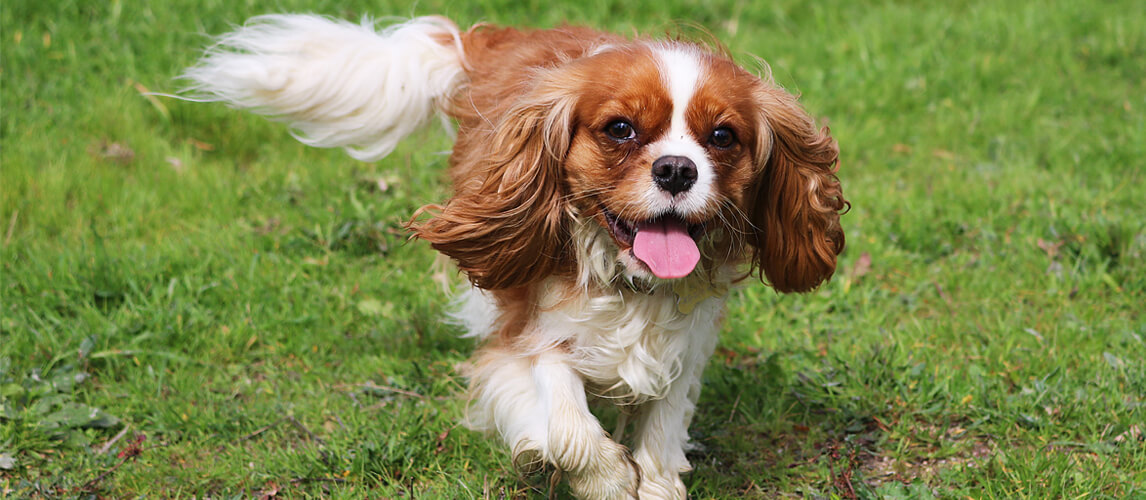 spaniel puppy running