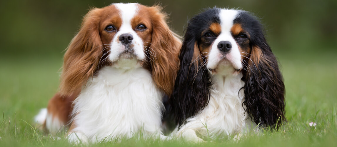 two cavalier dogs