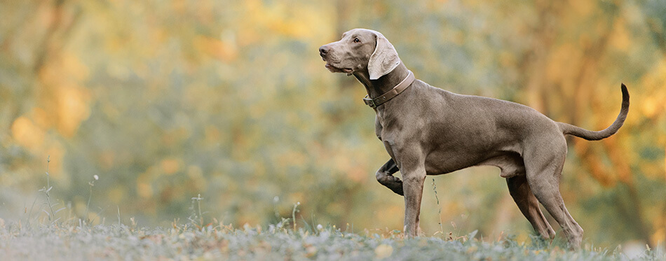 weimaraner dog in a collar pointing outdoors in autumn