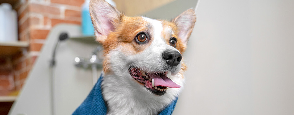 welsh corgi pembroke dog after a shower wrapped in a towel
