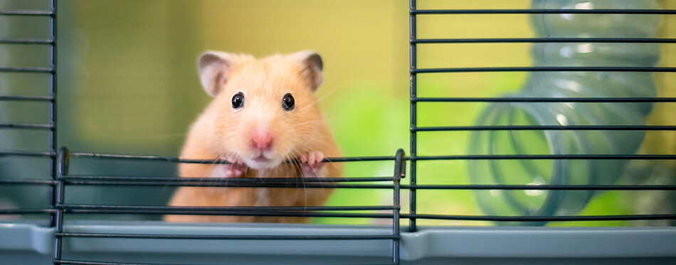 A Syrian hamster peeking out of its cage