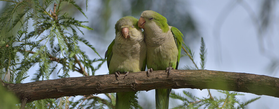 A pair of monk parakeet (myiopsitta monachus), or quaker parrot, cuddling in a tree in a park in Buenos Aires