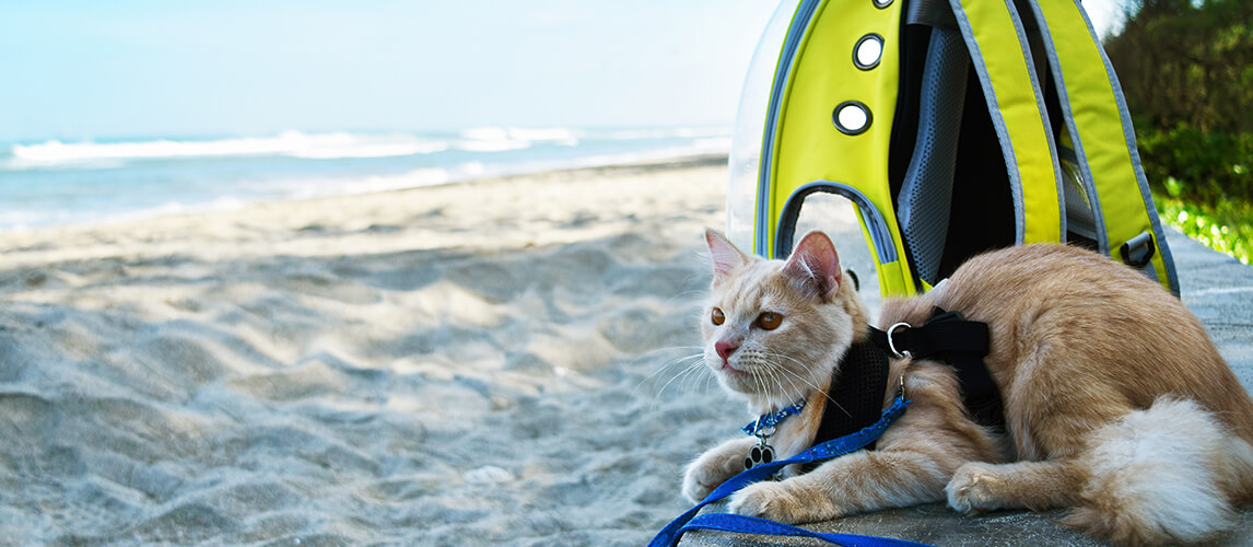 Angora Cat sitting on the beach near backpack, pet traveling concept.
