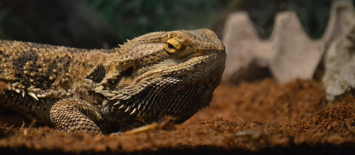 Bearded Dragon