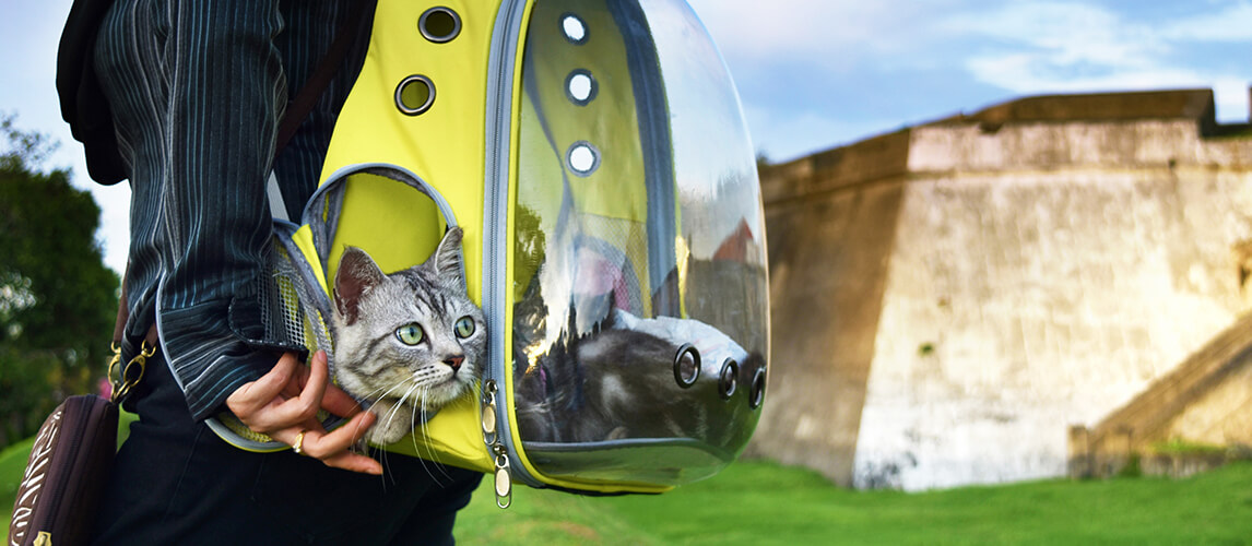 18 Best Cat Backpacks for Traveling Cats in 2022: Pet Carrier